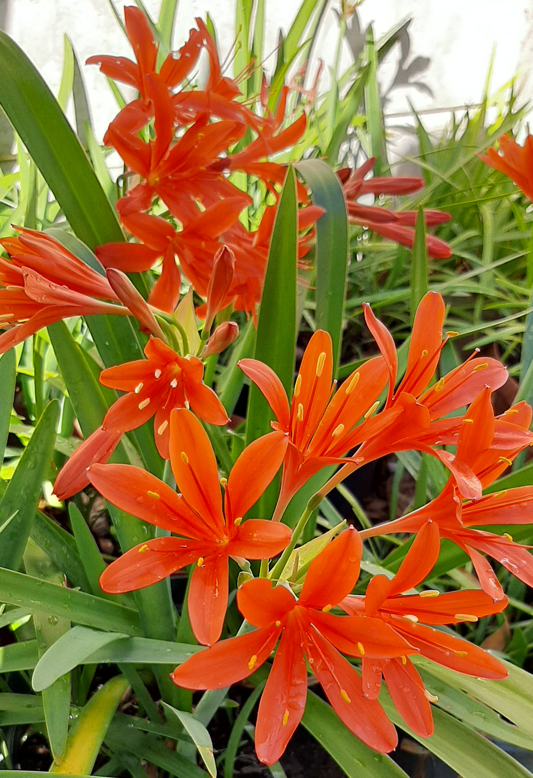 Cyrtanthus Elatus x montanus