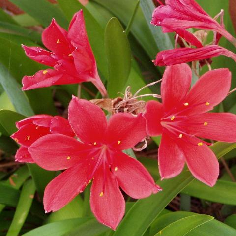 8a Cyrtanthus Elatus Red “George Lily”