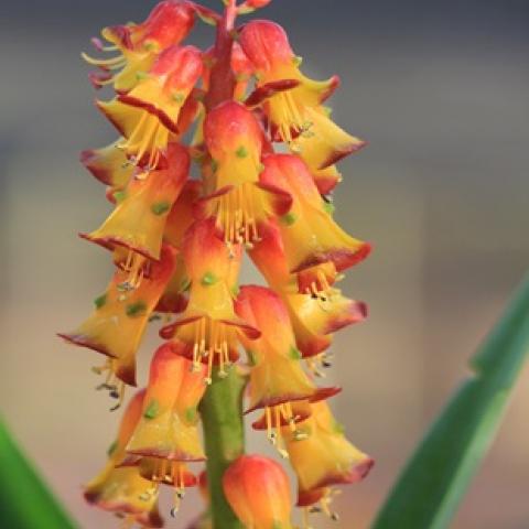 Lachenalia Rainbow Bells