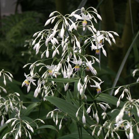 Anthropodium Cirratum “New Zealand Rock Lily”