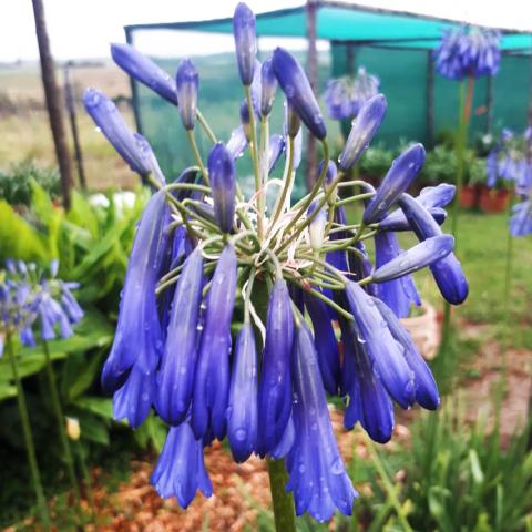 A deciduous and hardy Cultivar with stunning deep blue-violet tubular flowers