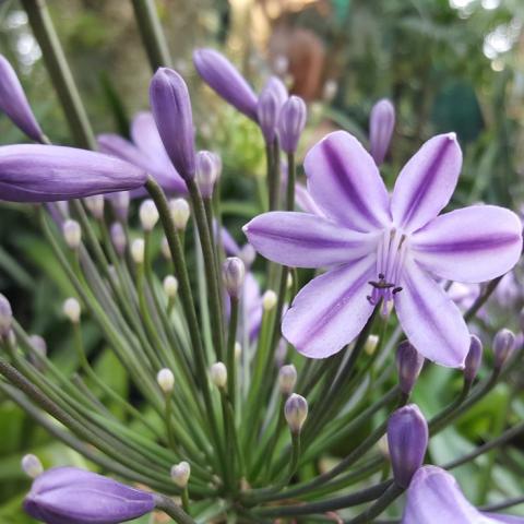 It has soft, lilac coloured flowers with a dark purple coloured stripe running down the centre of each petal.