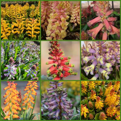 Lachenalia mixed