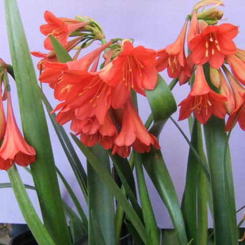 Cyrtanthus “Cape Bells” Obliquus x Elatus