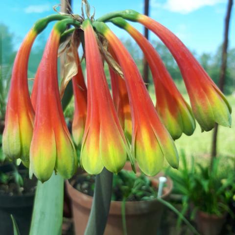 Cyrtanthus Obliquus (Knysna lily)