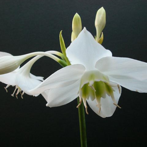 Eucharis Grandiflora