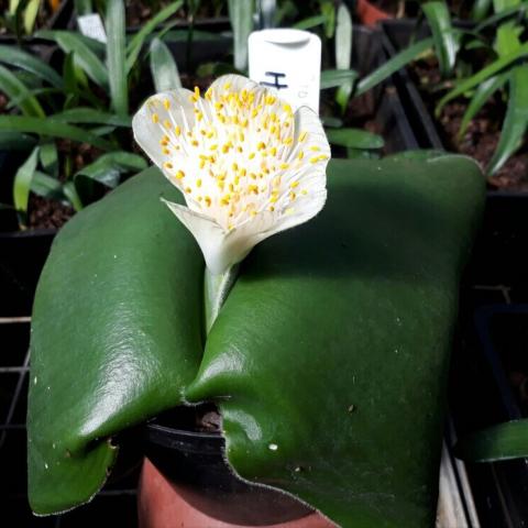 Haemanthus deformis 