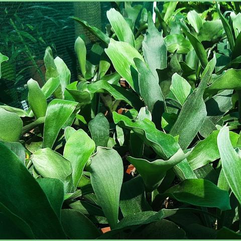 Staghorn Ferns at the nursery