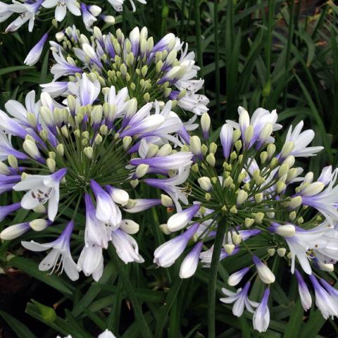 Agapanthus Bi-colour