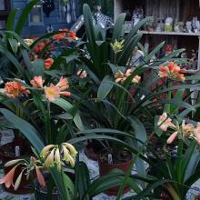 Utopia Clivias Nursery