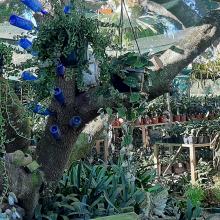 Utopia Clivias Nursery