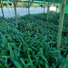 Utopia Clivias Nursery