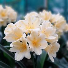 Utopia Clivias Nursery