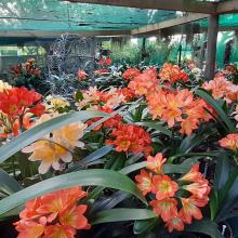 Utopia Clivias Nursery