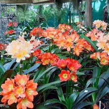 Utopia Clivias Nursery