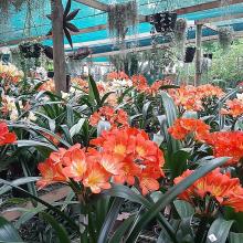 Utopia Clivias Nursery