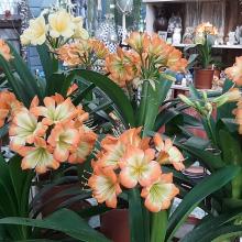 Utopia Clivias Nursery