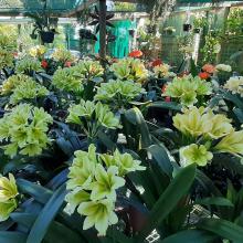 Utopia Clivias Nursery