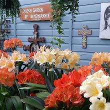 Utopia Clivias Nursery