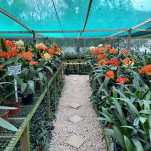 Utopia Clivias Nursery