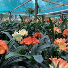 Utopia Clivias Nursery