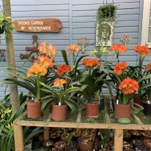 Utopia Clivias Nursery