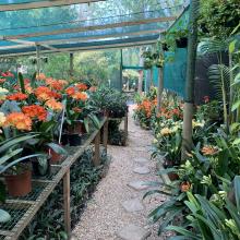 Utopia Clivias Nursery