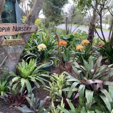 Utopia Clivias Nursery