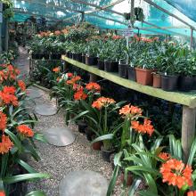 Utopia Clivias Nursery