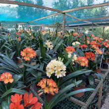 Utopia Clivias Nursery