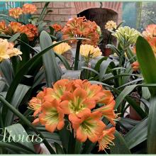 Utopia Clivias Nursery