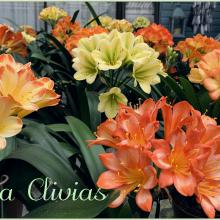 Utopia Clivias Nursery
