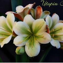 Utopia Clivias