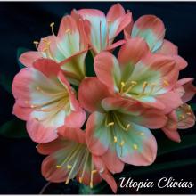 Utopia Clivias