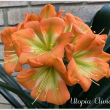 Utopia Clivias
