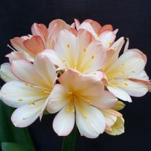 Utopia Clivias