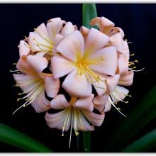 Pink and Peach group 1