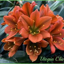 Utopia Clivias