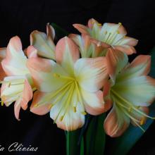 Utopia Clivias