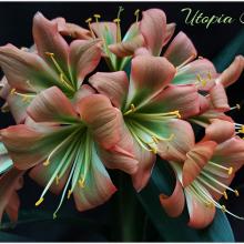 Utopia Clivias