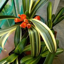 Variegated and broad leaf