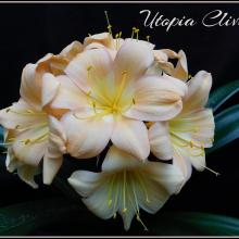 Utopia Clivias